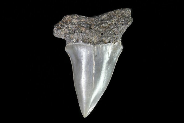 Fossil Mako Shark Tooth - Georgia #75040